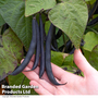 Dwarf Bean 'Purple Teepee' - Kew Vegetable Seed Collection