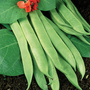 Runner Bean 'Polestar' - Seeds