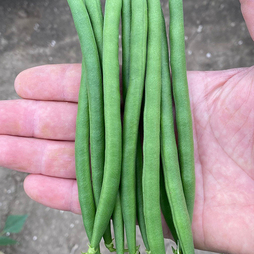 Dwarf French Bean 'Quartz' - Seeds