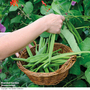 Runner Bean 'Polestar' - Seeds