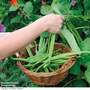 Runner Bean 'Polestar' - Seeds
