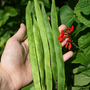 Runner Bean 'Achievement' - Seeds