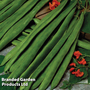 Runner Bean 'Scarlet Empire'