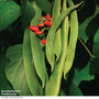 Runner Bean 'Lady Di' - Seeds