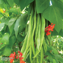 Runner Bean 'Firestorm' - Seeds