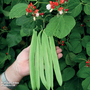 Runner Bean 'St George' - Seeds