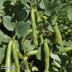 Broad Bean Vicia faba 'Vroma' - Seeds