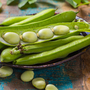 Broad Bean Vicia faba 'Vroma' - Seeds