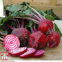 Beetroot 'Chioggia' (Globe) - Seeds