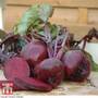 Beetroot 'Boltardy' (Globe)