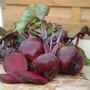 Beetroot 'Boltardy' (Globe)