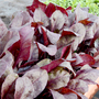 Beetroot 'Bulls Blood' - Veg Saver Seeds