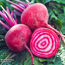 Beetroot 'Chioggia' - Seeds