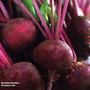 Organic Beetroot 'Detroit' - Seeds