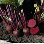 Beetroot 'Pablo' F1 Hybrid - Seeds