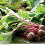 Beetroot 'Wodan' F1 Hybrid (Globe) - Seeds