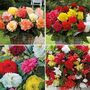 Begonia Bumper Pack