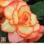 Begonia x tuberhybrida 'Giant Picotee Papilio'