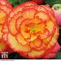 Begonia x tuberhybrida 'Giant Picotee Sunburst'