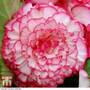 Begonia x tuberhybrida 'Giant Picotee Blush'