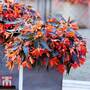 Begonia 'Bossa Nova Night Fever Papaya'
