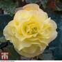 Begonia 'Fragrant Falls Improved™ - Lemon Delight'