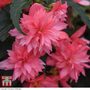 Begonia 'Funky Pink'