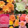 Begonia Nurserymans Choice