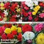 Begonia Tuber Collection