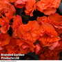 Begonia 'Sunpleasures® Choco Orange'
