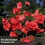 Begonia Tubers - Scented Pink