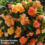 Begonia x tuberhybrida 'Apricot Shades Improved' F1 Hybrid