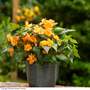 Begonia x tuberhybrida 'Apricot Shades Improved' F1 Hybrid - Tubers