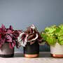 Begonia rex 'Beleaf Mix'
