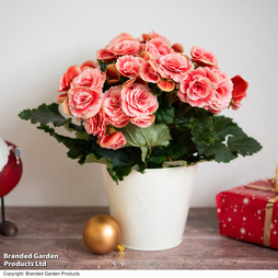 Begonia 'Borias Rosebud' - Gift