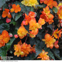 Begonia 'Chanson Sun' F1 - Seeds