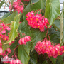 Begonia 'Comte De Lesseps'