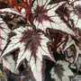 Begonia 'Dark Eyes'