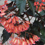 Begonia 'Down Home'