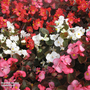 Begonia Emperor Mix - Pelleted Seeds
