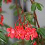 Begonia fuchsioides