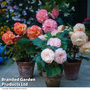 Begonia x tuberhybrida 'Giant Picotee Collection'