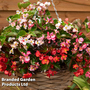 Begonia 'Hula Mixed'