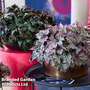 Begonia 'Spacestars Duo'