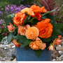 Begonia Majestic Apricot Shades Mix