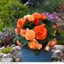 Begonia Majestic Apricot Shades Mix