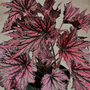 Begonia 'Merry Maker'