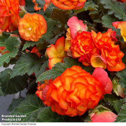 Begonia 'Nonstop Flame'