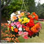 Begonia 'Nonstop T&M Mix'