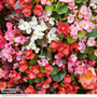 Begonia semperflorens 'Options Mixed' - Seeds